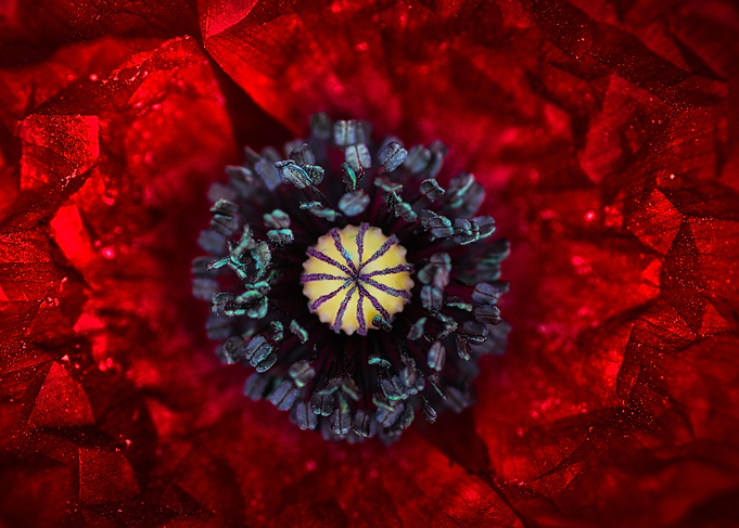 Poppy eye