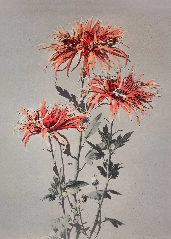 Japanese Flowers