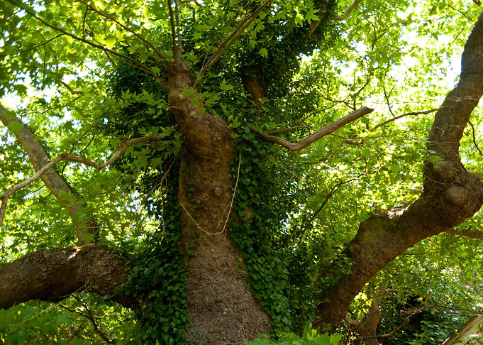 Ancient Branches Foliage G