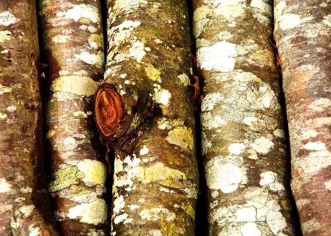 Tree trunks texture