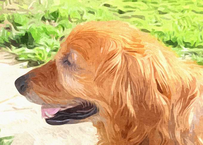 Golden Retriever Profile