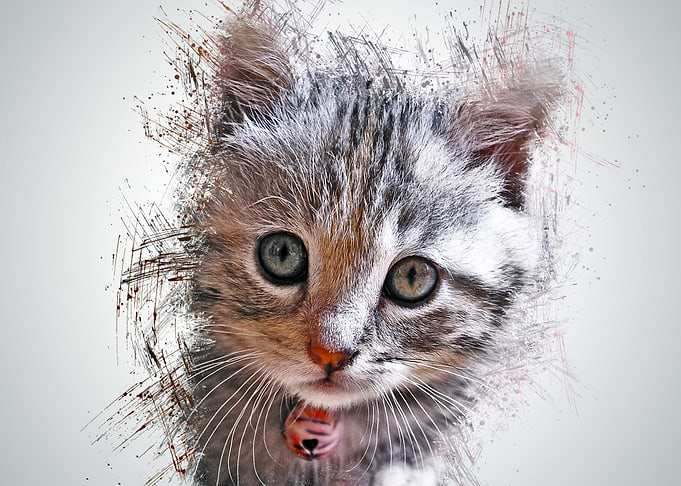 Cat Animal
