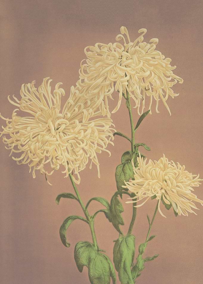 Yellow Chrysanthemums