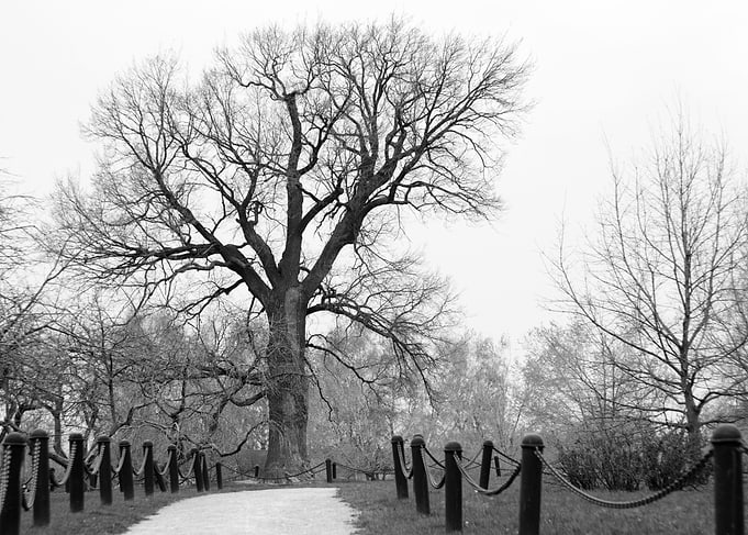 Centenary Oak