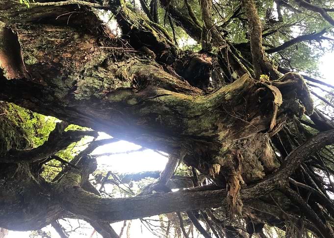 Tree Root