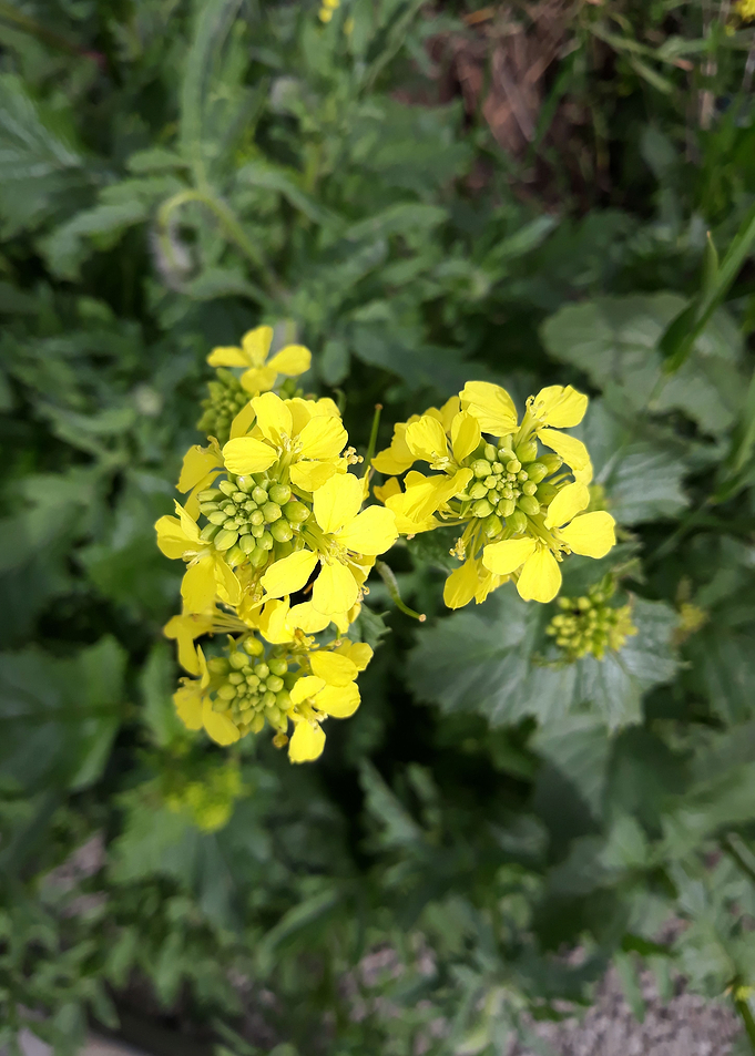 Rapeseed bouquet