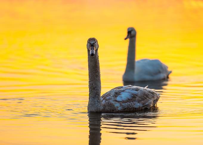 Sunrise Reflection Nature