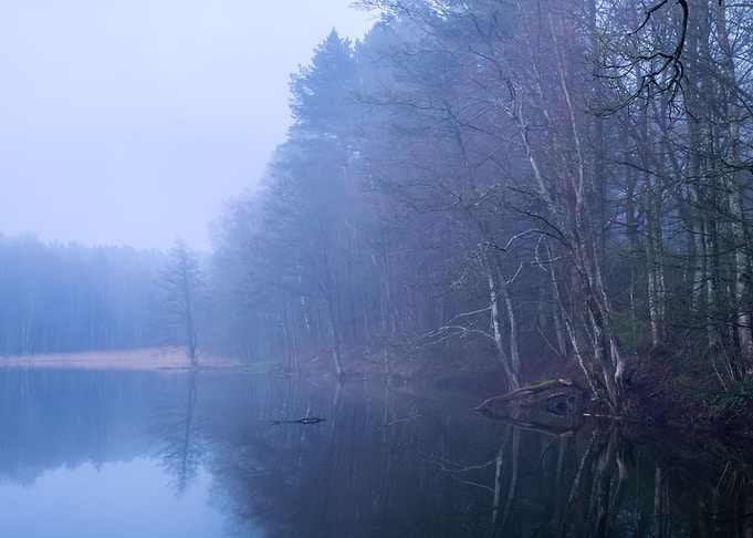 Wild in Fog