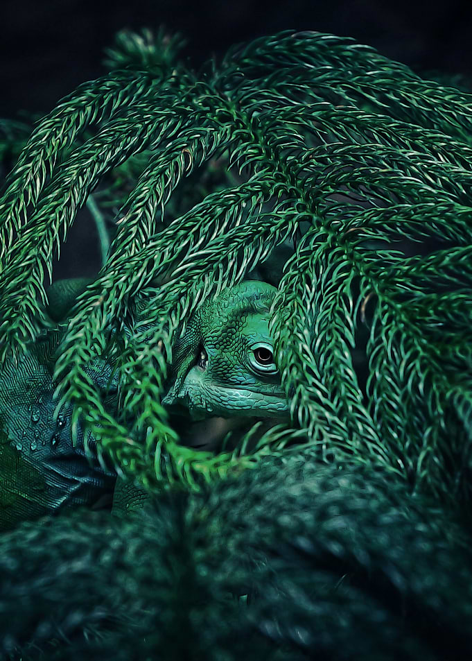 Lizard