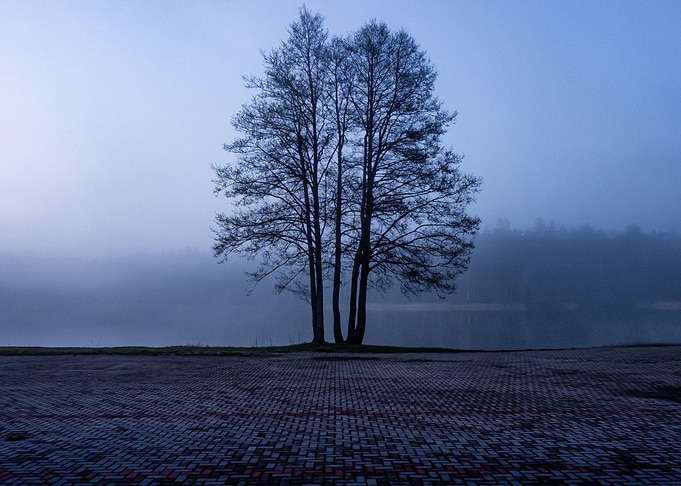 One Tree