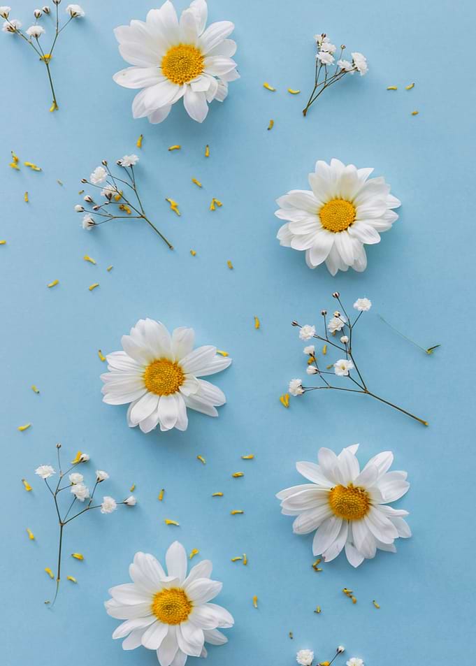 White flowers and blue