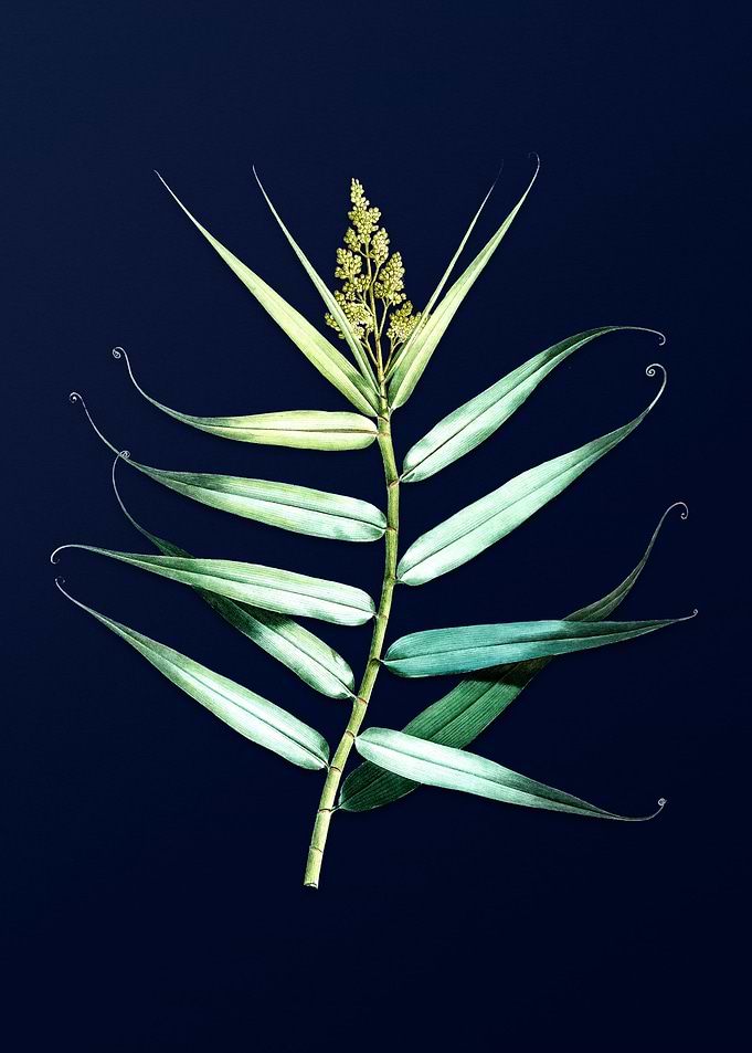Bush Cane on Blue