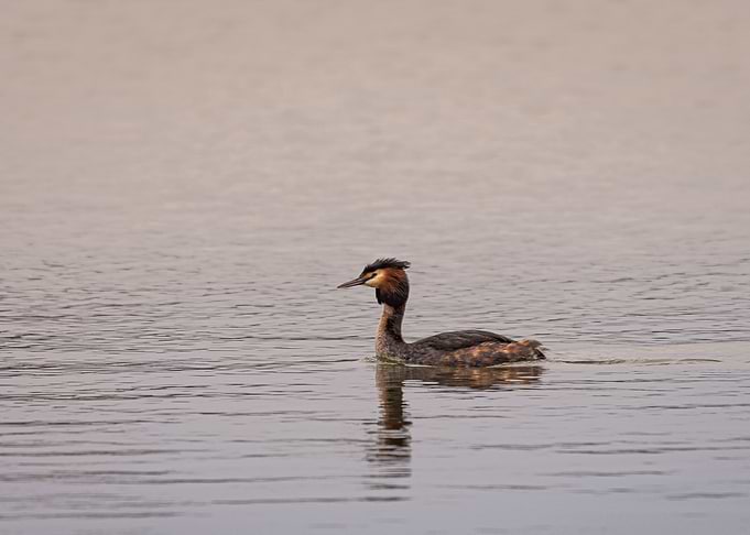 Great crested grebe