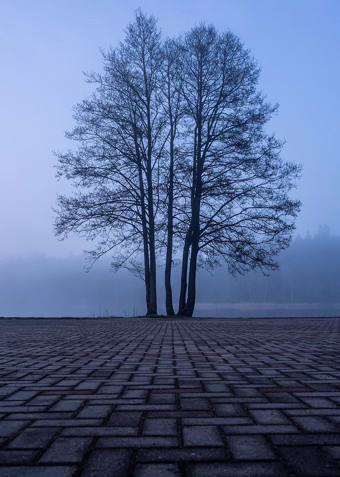 Lonely Tree