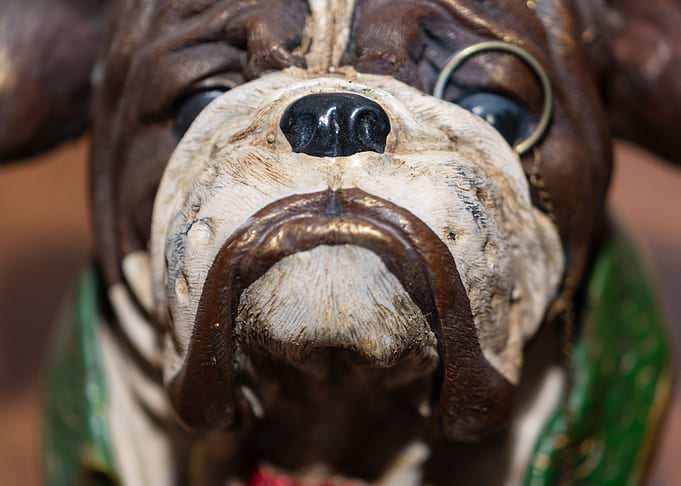 Muzzle of a dog
