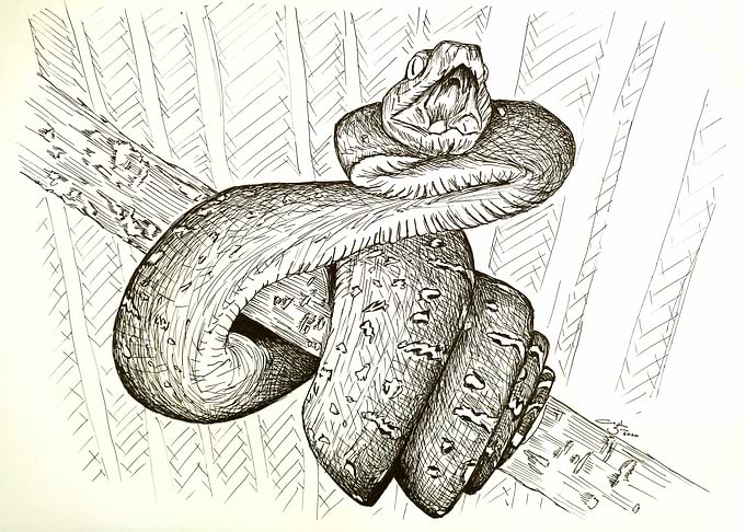 Snake