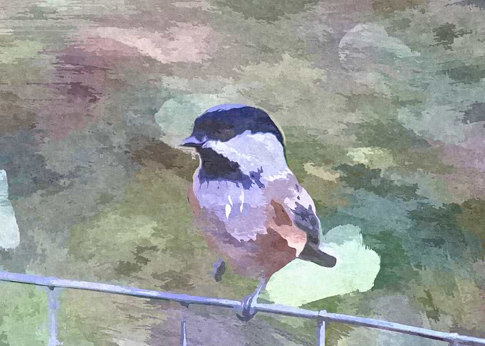 Bird on a Wire