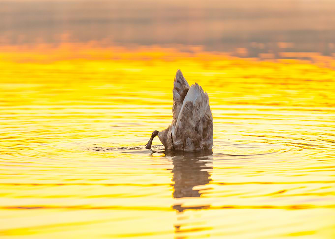 Sunrise Reflection Nature