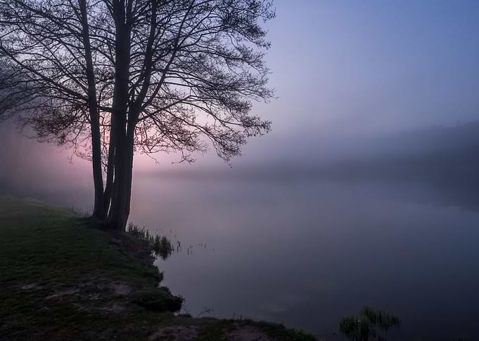Lake and Tree