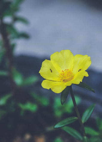 flower