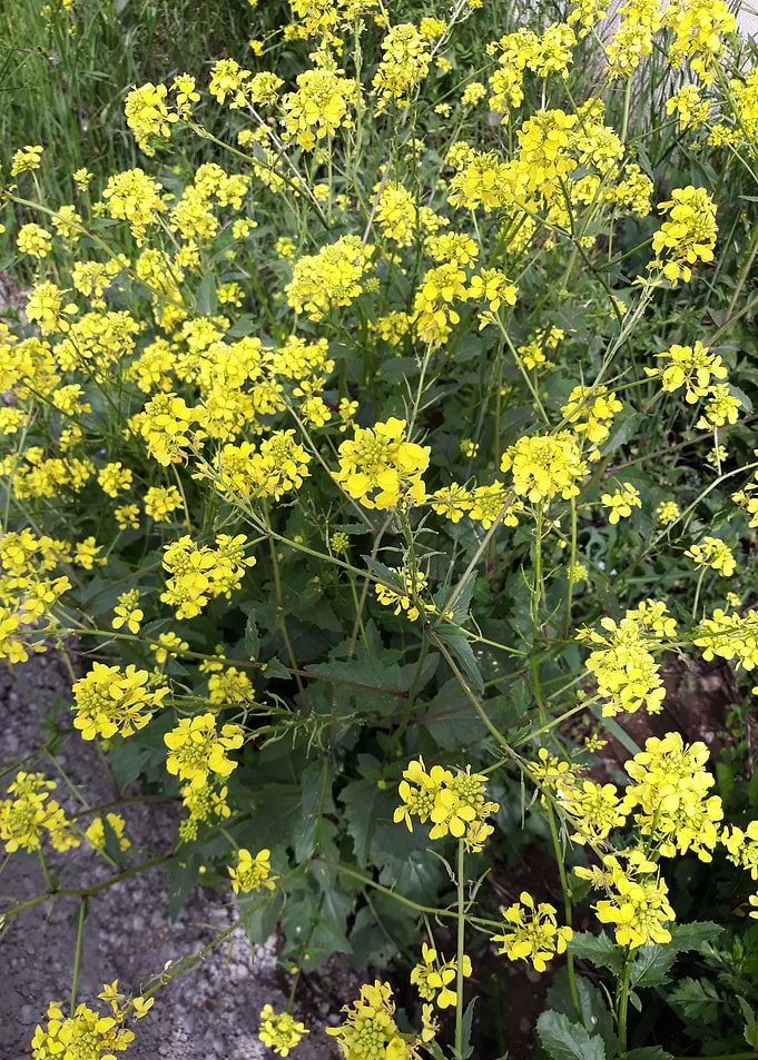 Rapeseed