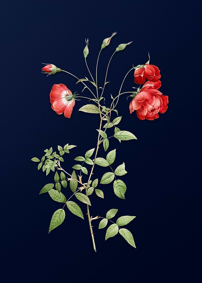 Red Rose on Blue