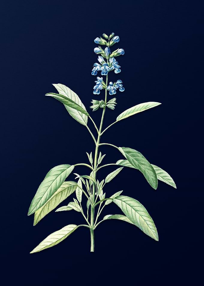 Sage Plant on Blue