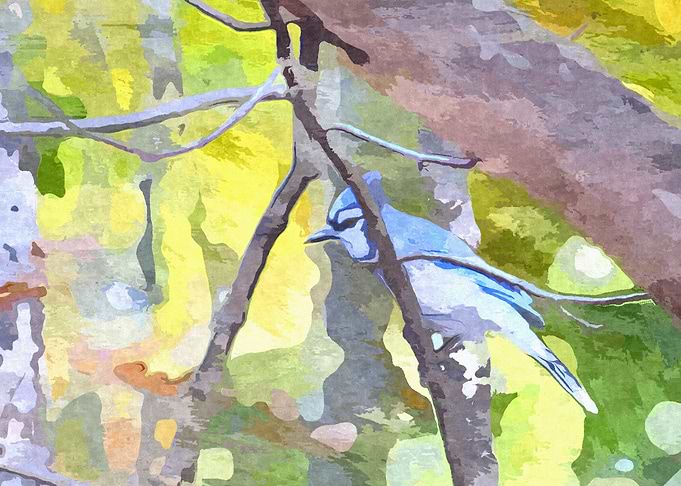 Blue Jay in the Forest