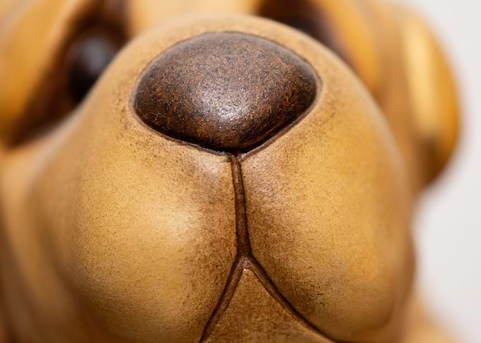 Muzzle of a dog