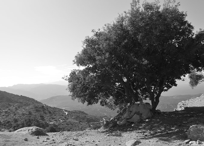 Lonely Tree