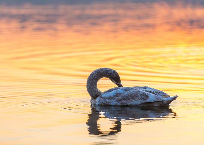 Sunrise Reflection Nature
