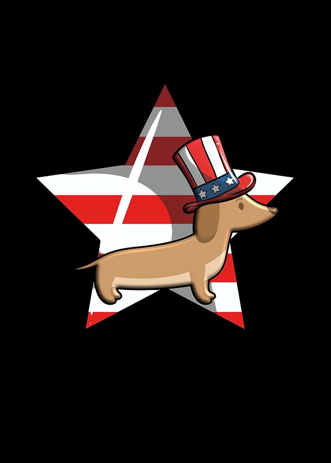 Cool American Dachshund