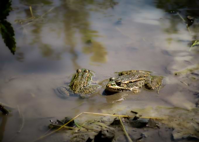 Frog 7