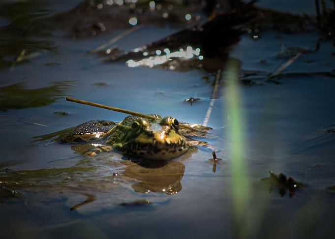 Frog 6