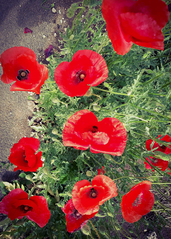 Poppy on the street