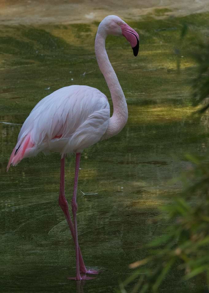 Red flamingo on one leg
