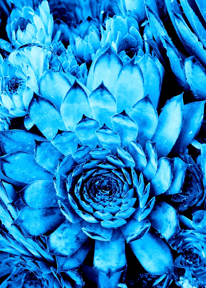 BLUE SERIES Succulent text