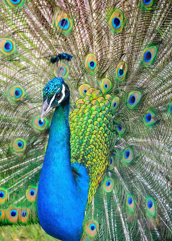 Peacock