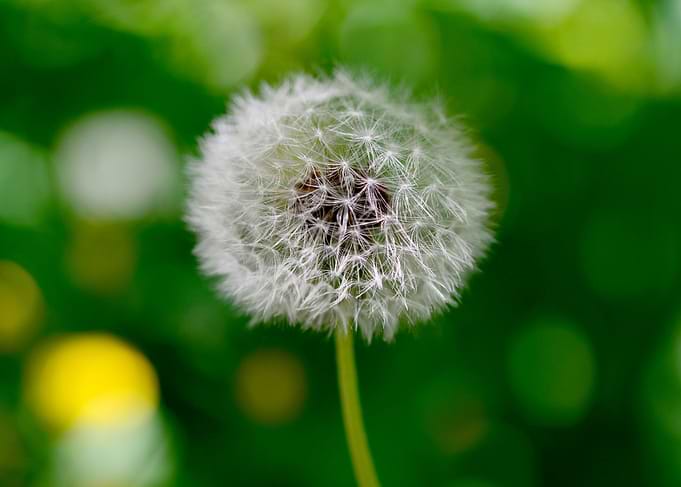 dandelion plant detail