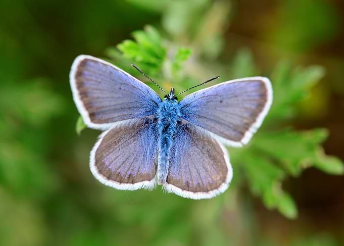 blue butterfly close detai