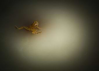 Frog 1