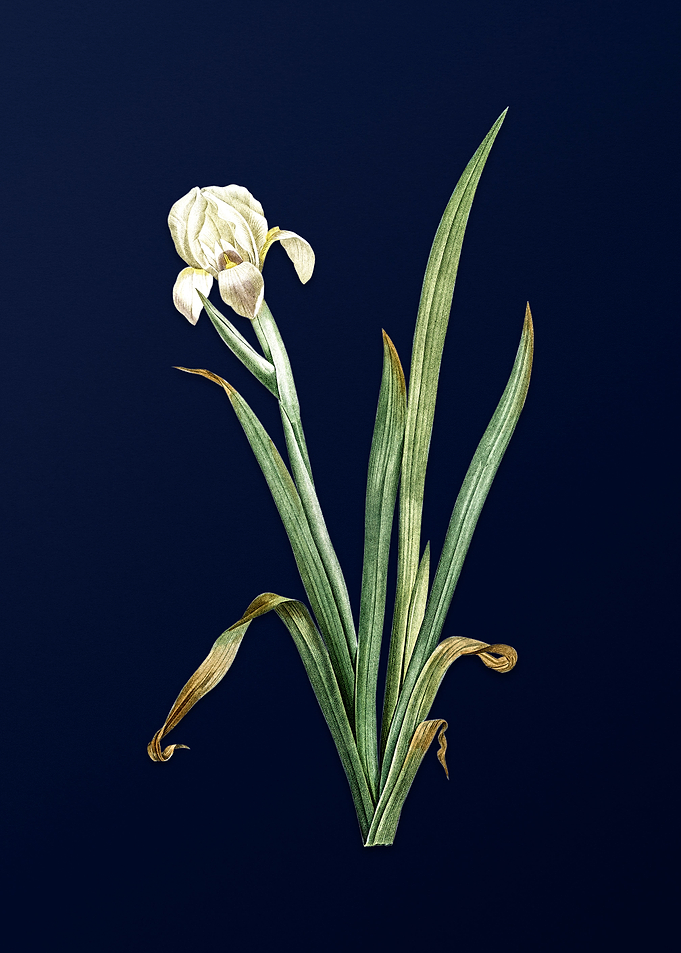 Crimean Iris on Royal Blue
