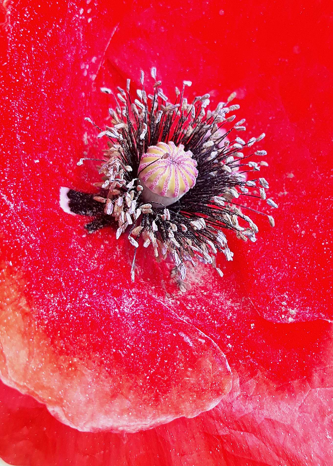 Poppy seeds