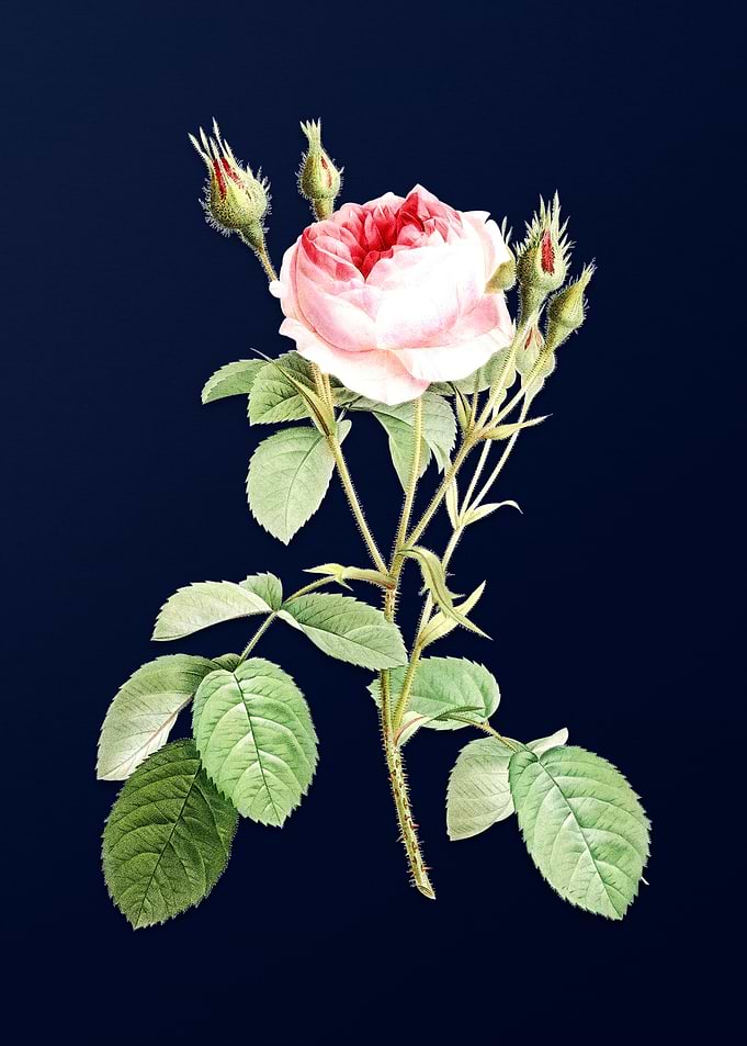 Double Moss Rose on Blue