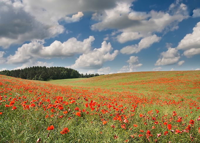 Poppy Nature Flower Field