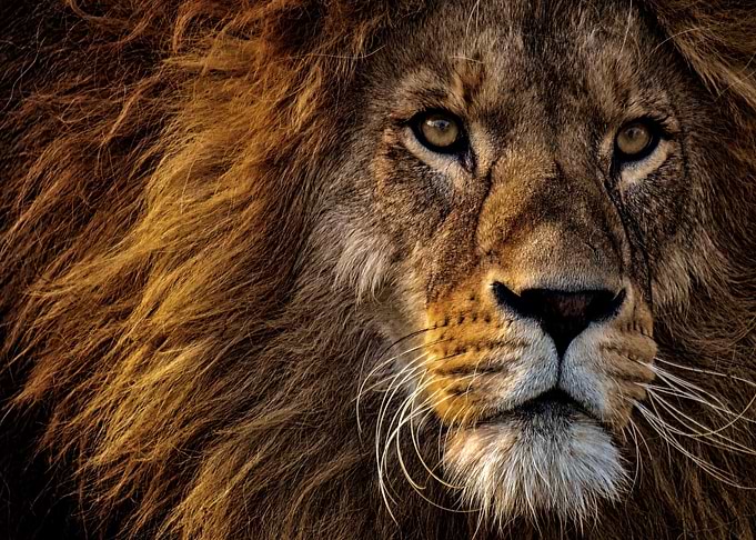 Predator Lion