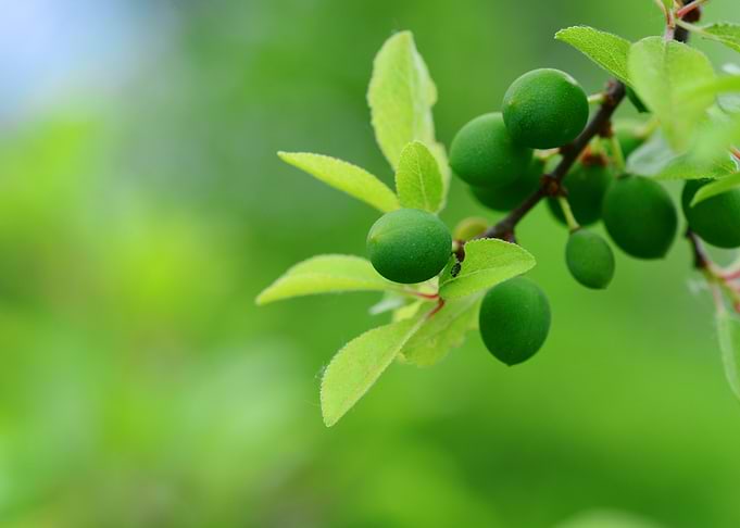 Green Blackthorn fruits