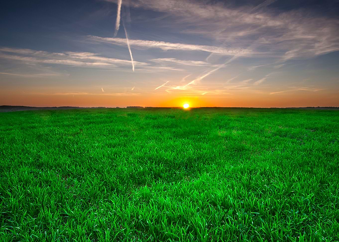 Field Wheat Horizontal Gre