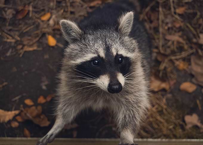 Little Racoon In The Woods