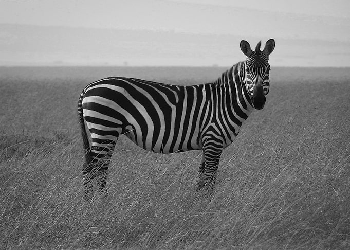 Zebra standing